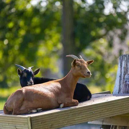 Papillon - Maison Chachelle شاليه *