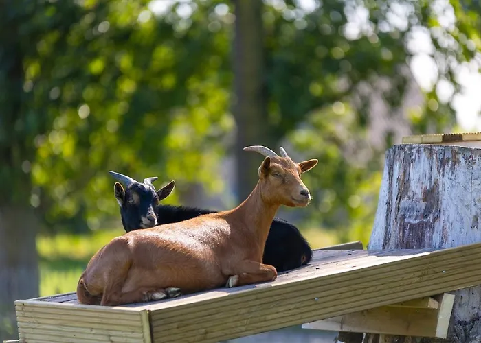 Papillon - Maison Chachelle Chalet *
